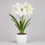 Амариллис белый